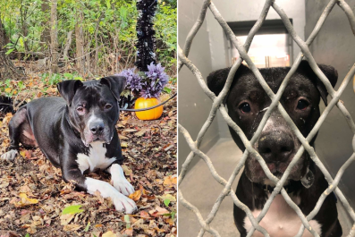 Heartbreak As Dog in Shelter for 500 Days So 'Stressed' He's Losing His Fur