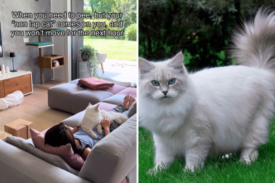 Pet Owner Shares Impossible Yet Relatable Struggle Over 'Non Lap Cat'