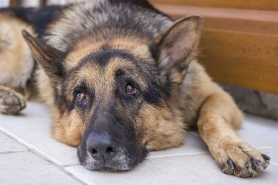 Delight at Veteran K-9 Dog's 'Tactical' Way To Get Belly Rubs From Mom