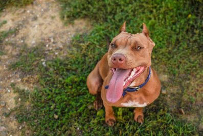 Woman Shows Her Dog Before and After Adoption: 'Healed'Â 