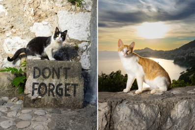 How Are Stray Cats Cared for Across World? Rescuers Visit 30 Countries