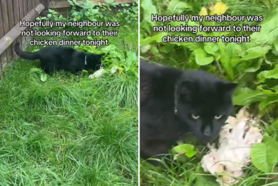 Cat Goes Out, Comes Home With Neighbor's Dinner: 'Practicing His Hunting'