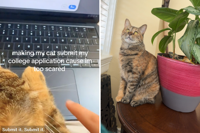 Cat Submits Owner's College Application in Viral Video