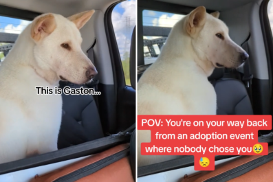 Tears at Dog's Face As He Leaves Adoption Event Where 'Nobody' Chose Him