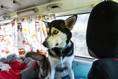 Woman Realizes She's Driving Behind the Doggy Day Care Bus: 'Life Is Sweet'