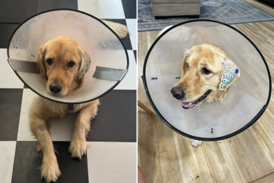 Shock at How Vet Fixes Golden Retriever's Ear: 'Now That's Insane'