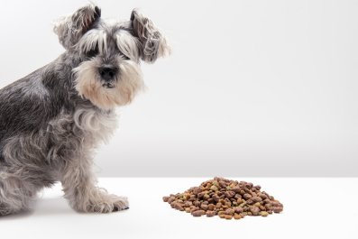 Rescue Dog Given Permission To Eat All He Wants, His Reaction Melts Hearts