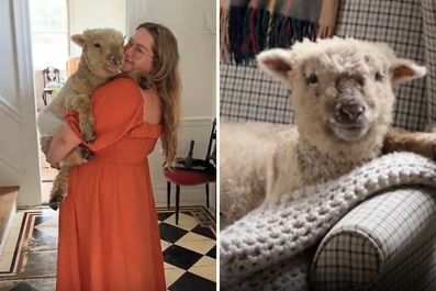 Woman Adopts Lamb as Pet, Discovers He Has the 'Soul of a Puppy'