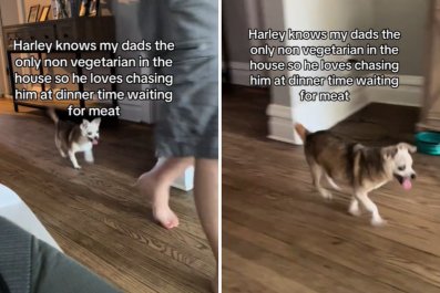 Chihuahua Identifies the Only Non-Vegetarian in the Family: 'No Going Back'