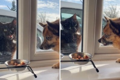 'Stressed' Dog Fiercely Protects Food From Catâbut There's Just One Problem