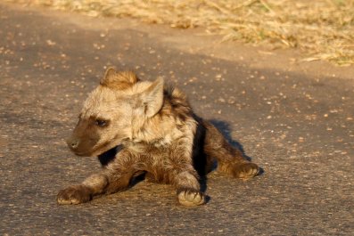 Rescued Hyena Cub Nearly Killed by His Mom Finds Unusual New Friendâa Corgi