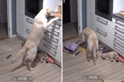 Owner Checks on Dog on PetcamâCan't Believe What She's Guarding