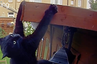 Moment Cat Clings Onto Shed Roof 'The Lion King'-Style Caught on Camera