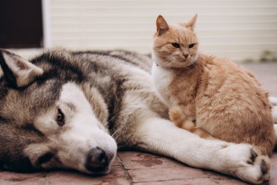 Husky Who Has Decided To Be 'Kitten's Mom' Melts Hearts