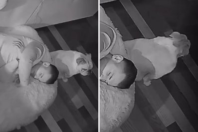 Security Cam Captures Dog's Reaction to Finding Owner Asleep in His Bed