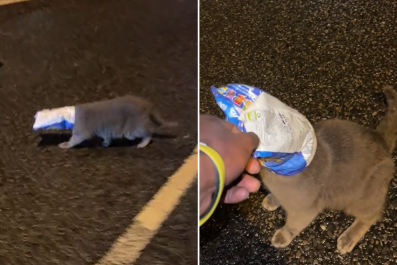 Cat With Chip Packet Stuck on Head Is Saved From Busy Road