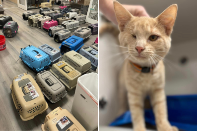 A Shelter Was Caring for 100 Cats, Then a Hurricane Hit North Carolina