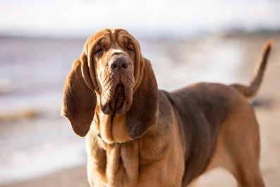 Reason for Bloodhound's Tantrum Has Internet in Hysterics: 'Acting Sassy'