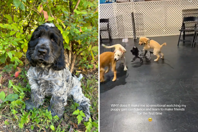 Cocker Spaniel Puppy Learning To Make Friends at Day Care Melts Hearts