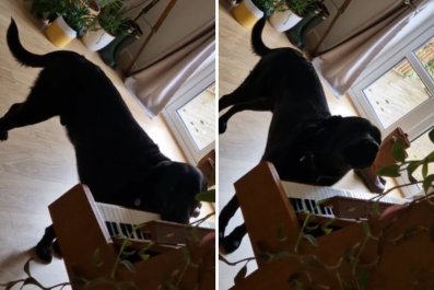 Dogsitter Hears Strange Noise, Finds Labrador Performing 'Masterpiece'