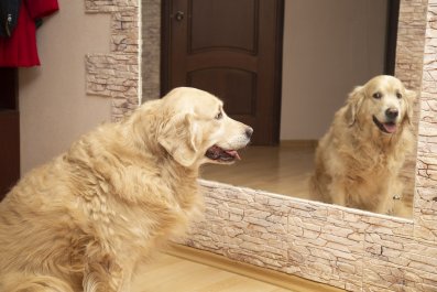 Golden Retriever Sees Reflection While on Walk, His Reaction Melts Hearts