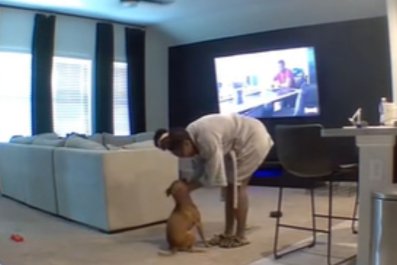 Cam Captures Exact Moment Foster Dog Has Courage To Leave Crate: 'Proud'