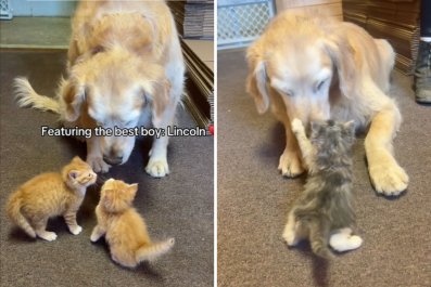 Watch How Golden Retriever Interacts With Foster Kittensâ'Most Patient Boy'