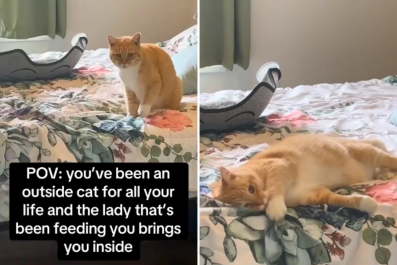 Cat That Spent Its Whole Life Outdoors Has Amusing Reaction to Being Inside