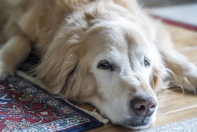 Dog About To Cross 'The Rainbow Bridge,' Then Something Amazing Happens