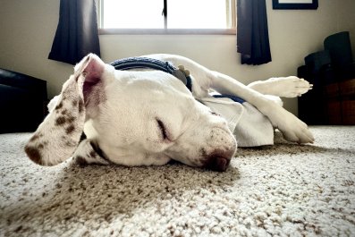 Why Dog Sleeps on Floor Instead of Her Bed Warms Hearts