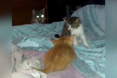 Mom Cat Disciplining Kittens Is Proof Motherhood Is the Same No Matter What