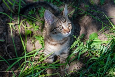 Hilarious Moment Stray Cat Leaves Kitten With Man and Runs: 'Good Luck'