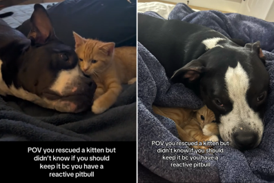 'Reactive' Pit Bull and Rescue Kitten Melt Hearts With Unlikely Friendship