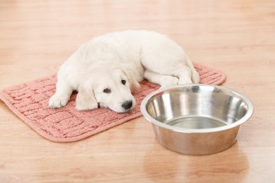 Water Puddle Leads Owner To Suspect Puppy, but the Internet Stands by Him