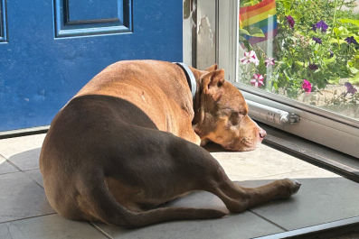 Neighbors Would 'Cross the Street' To Avoid DogâThen Owner Makes One Change