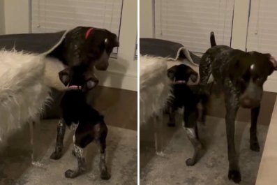 Watch As 'Bossy' Puppy Kicks Huge Dog out of Bed, Then Steals It