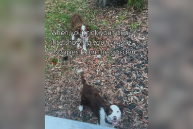 Woman Tricks Puppies to Find Out How They're EscapingâPlan Works Perfectly