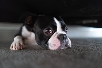 Woman Attempts To Get in the Car With Bulldog, but He Has Other Plans