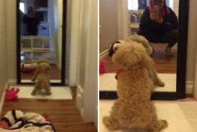 Watch Dog Desperately Try to Greet Owner, but 'Cannot Figure Out' Mirror