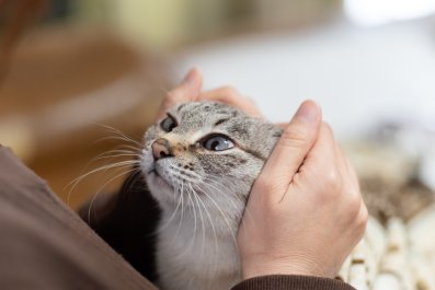 Cat's Reaction to Owner's Return After Three Days Says It All: 'Missed Me'