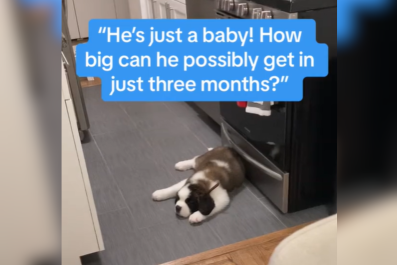 Shock at How Much St. Bernard Puppy Grows in 3 Monthsâ'Need a Bigger House'