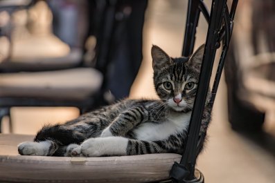 Restaurant Pleads With Customers to Keep Local Cat Out, He Has Other Ideas