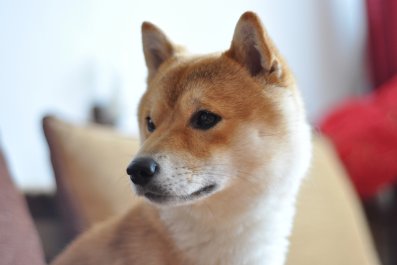 Shiba Ibu Who Doesn't Like Pets, 'Only Roulette' Has Internet in Stitches