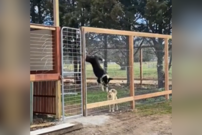 Owner Builds Custom 8ft Fence To Keep Dogs In, They Take It as a Challenge