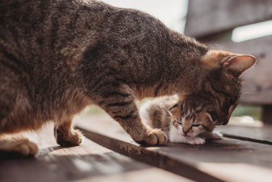 Stray Cat Seeking Shelter From the Rain Brings 'All Her Babies' to Human