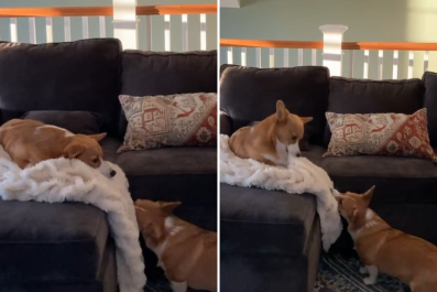 Corgi Siblings Fighting Over Blanket Win Pet of the Week