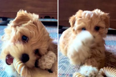 Woman Leaves Puppy Alone With Phone, Camera Captures What She Does Next