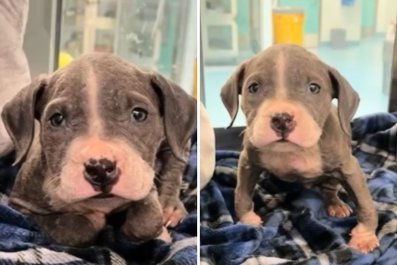 'Suffering' of Backyard Breeding Revealed as Shelter Rescues Deformed Puppy