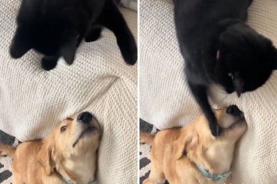 Golden Retriever Pup Playing With Black Cat Backfires: 'No Survival Skills'