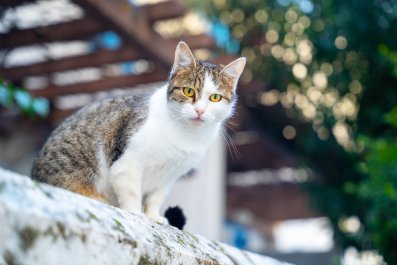 'Hungry' Wounded Stray Cat Turns Up Outside Rescuer's Home, Learns To Trust